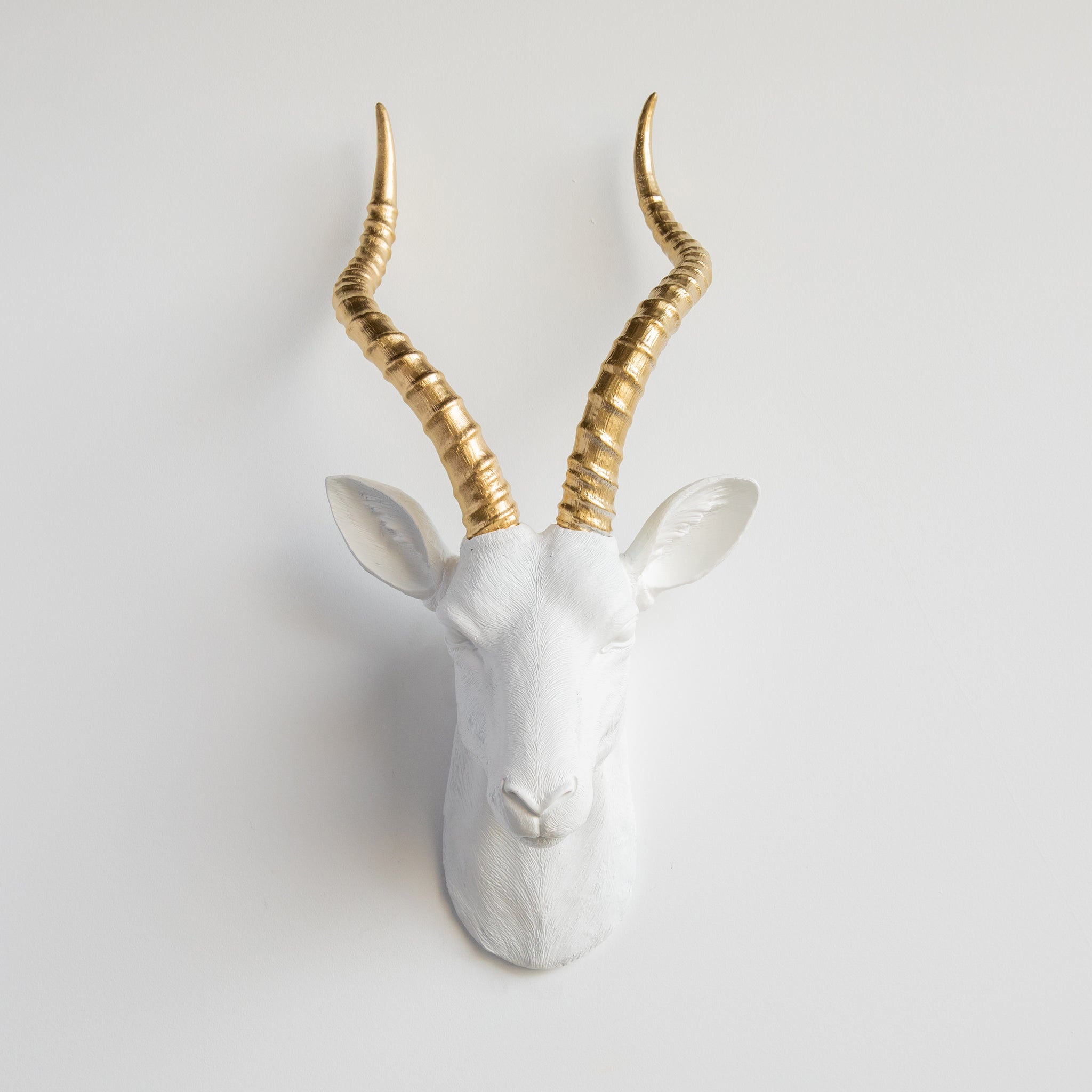 Antelope
