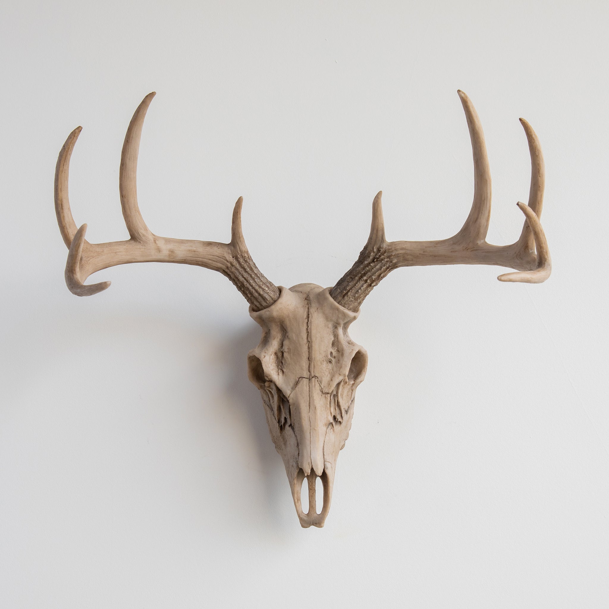 Faux Deer Skull // Bone