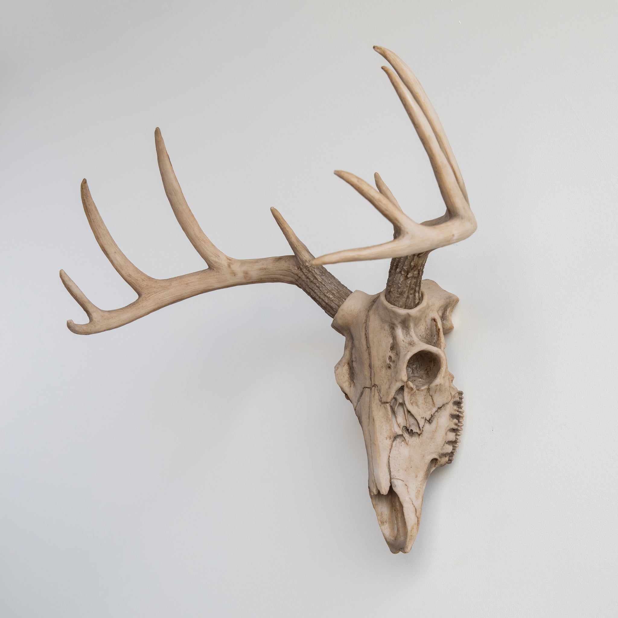 Faux Deer Skull // Bone