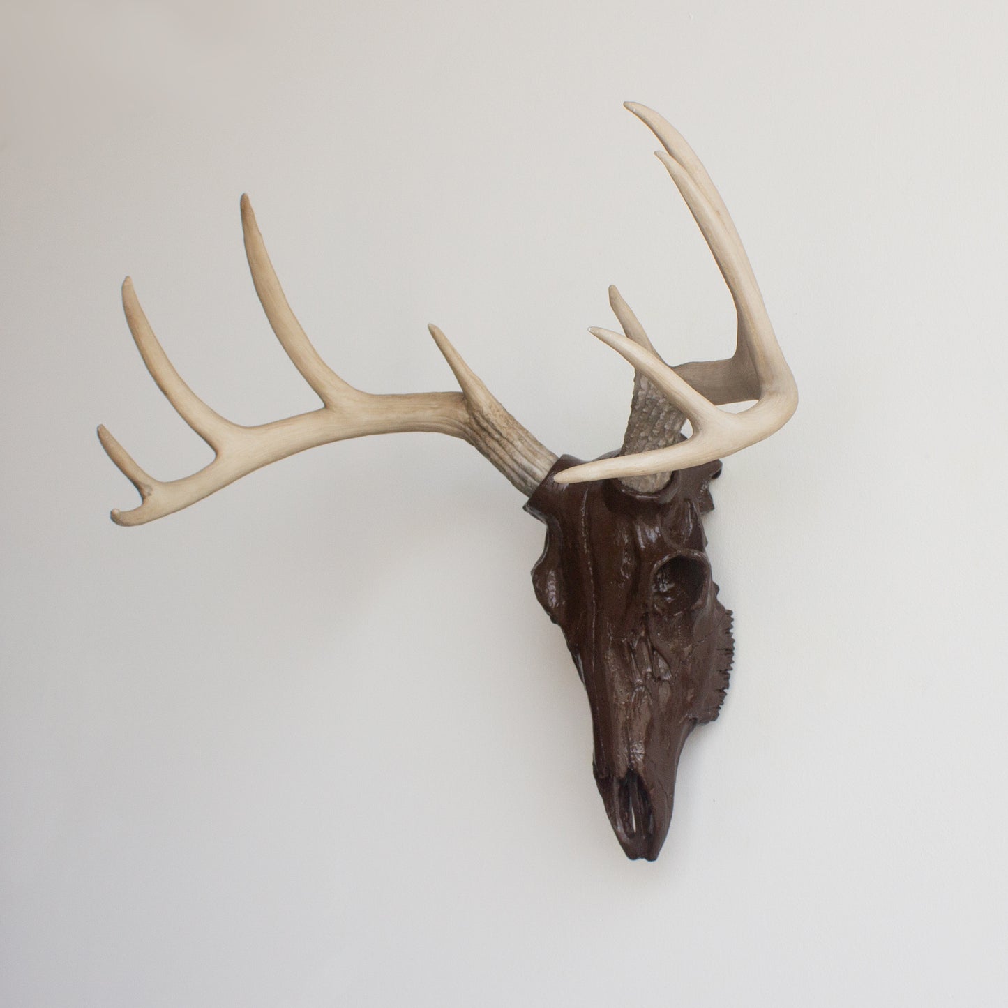 Faux Deer Skull // Espresso Brown with Natural Antlers