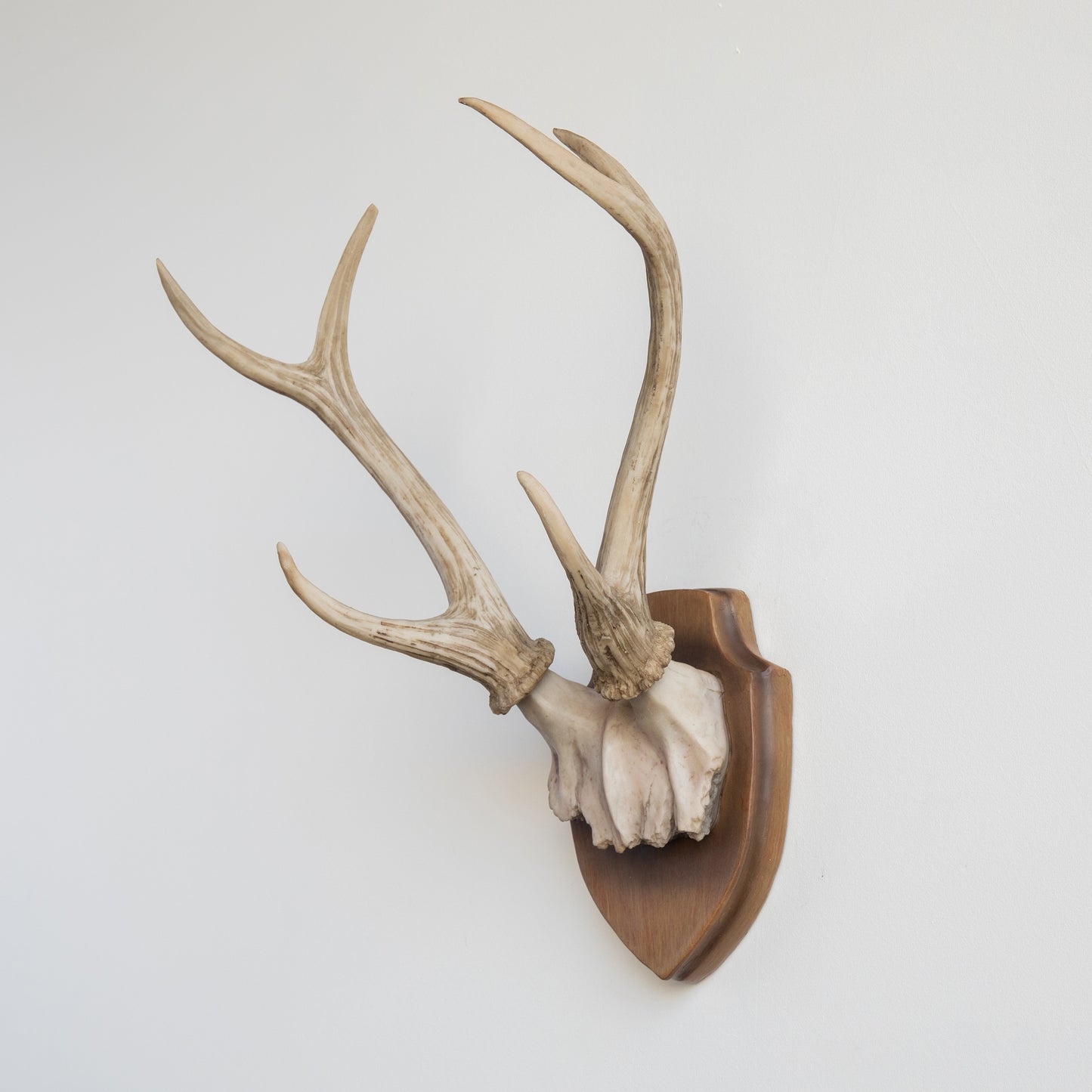 Faux Deer Antler Wall Trophy // Brown and Bone