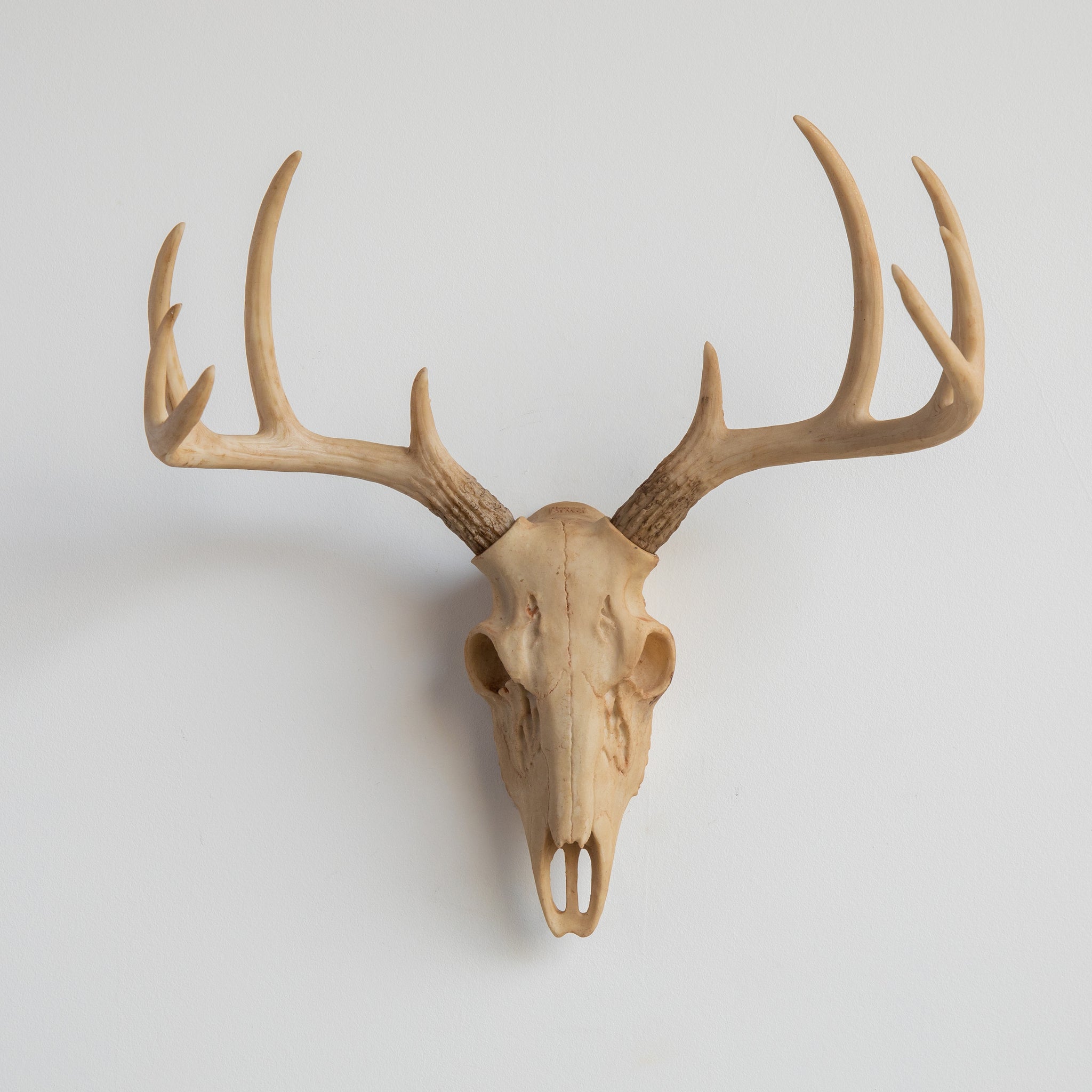 Faux Small Deer Skull // Natural