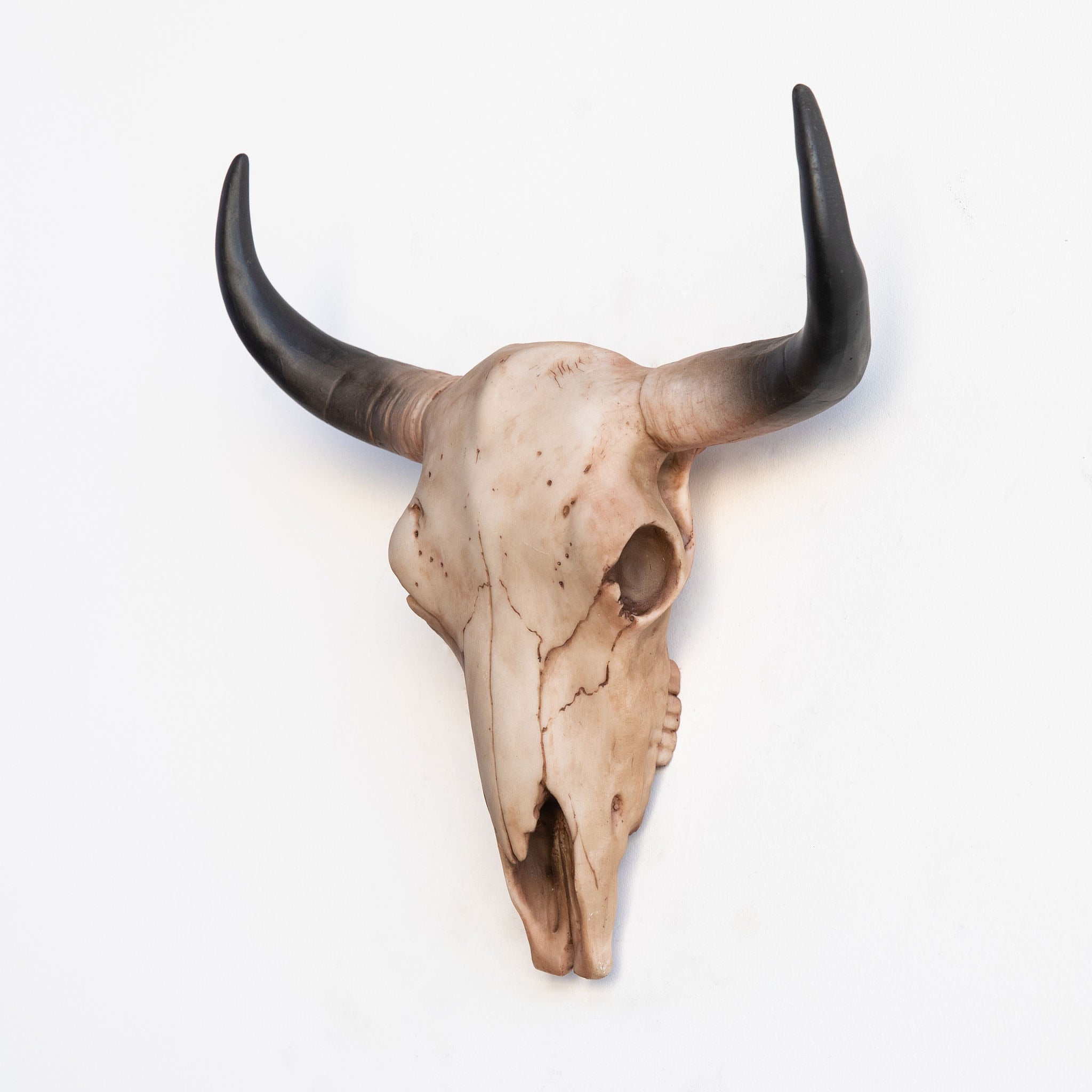Faux Bison Skull // Natural