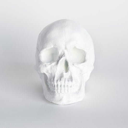 Faux Human Skull Replica // White