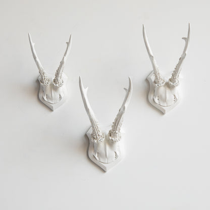 Faux Roe Deer Skull Caps - Set of 3 // White