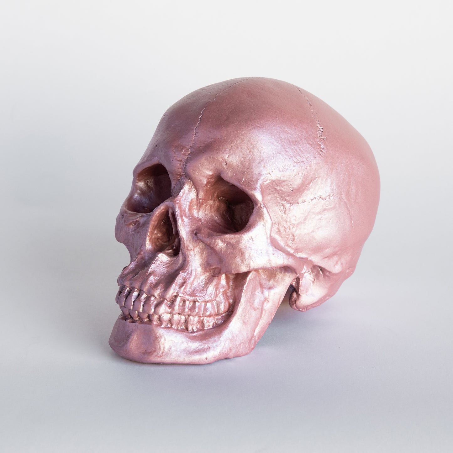 Faux Human Skull Replica // Primrose