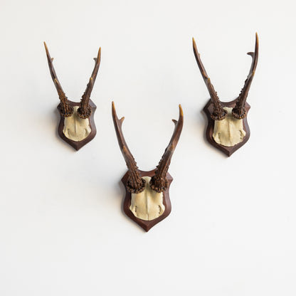 Faux Roe Deer Skull Caps - Set of 3 // Brown and Bone