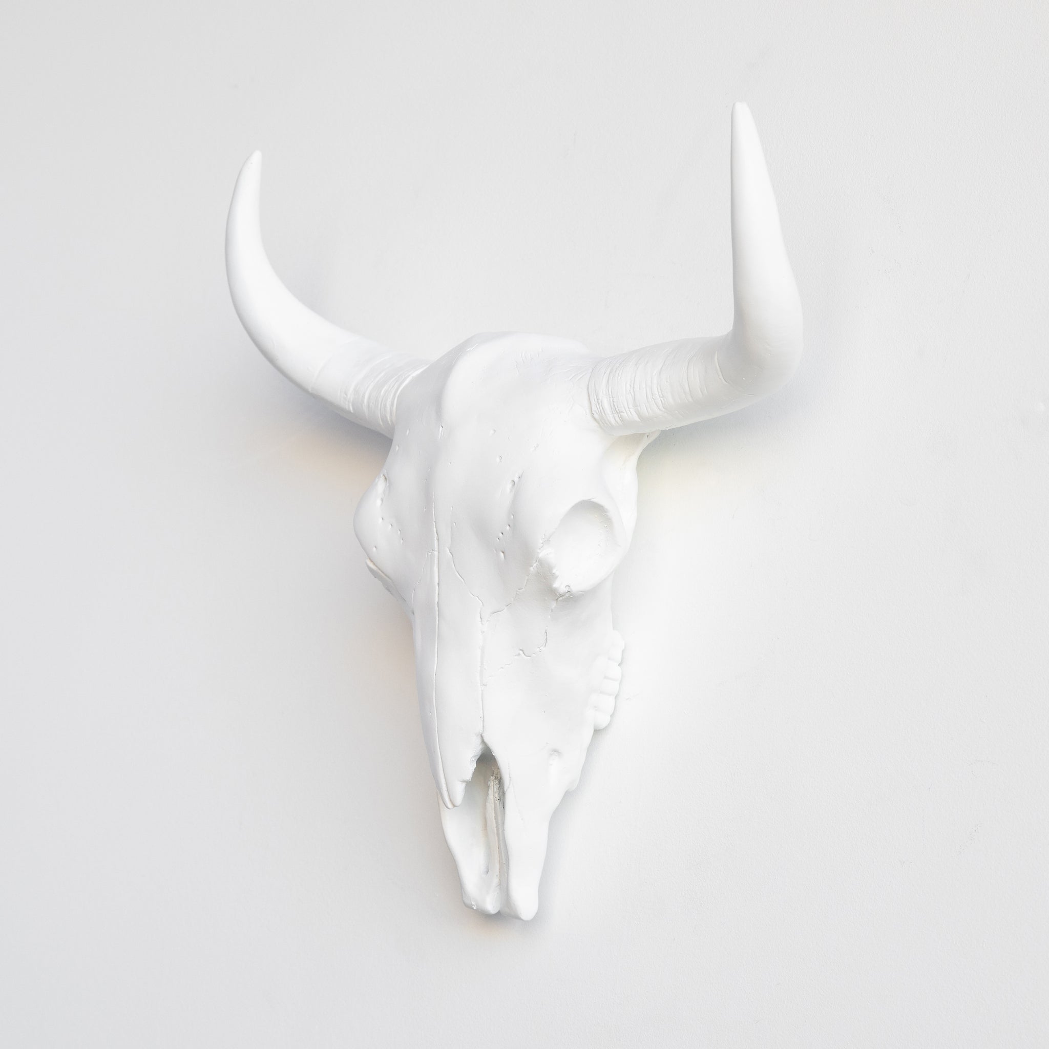 Faux Bison Skull // White