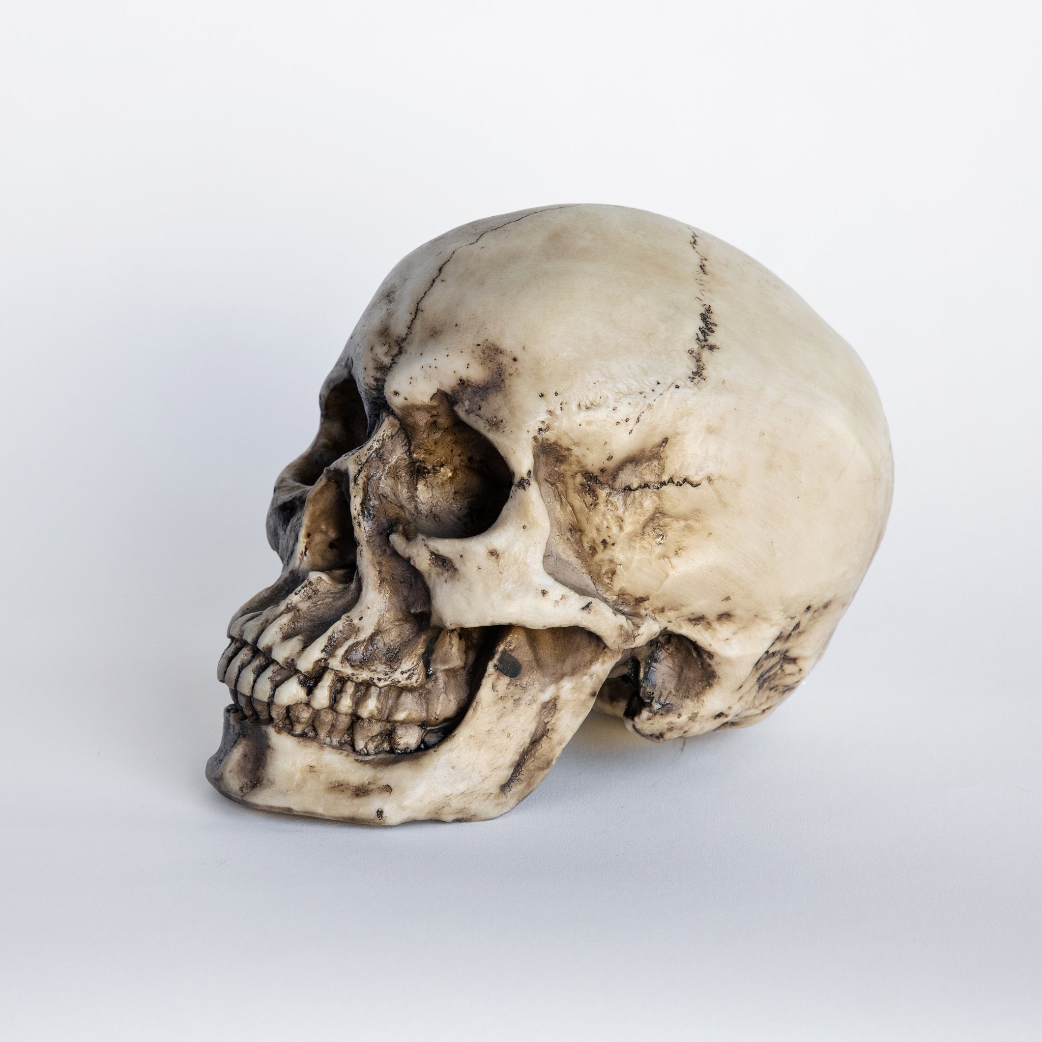Faux Human Skull Replica // Natural