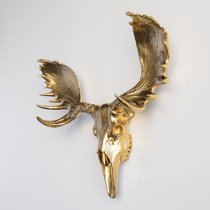 Faux Moose Skull Wall Mount // Gold