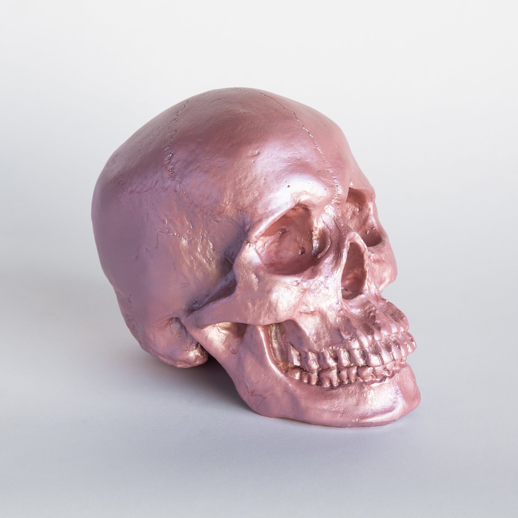 Faux Human Skull Replica // Primrose